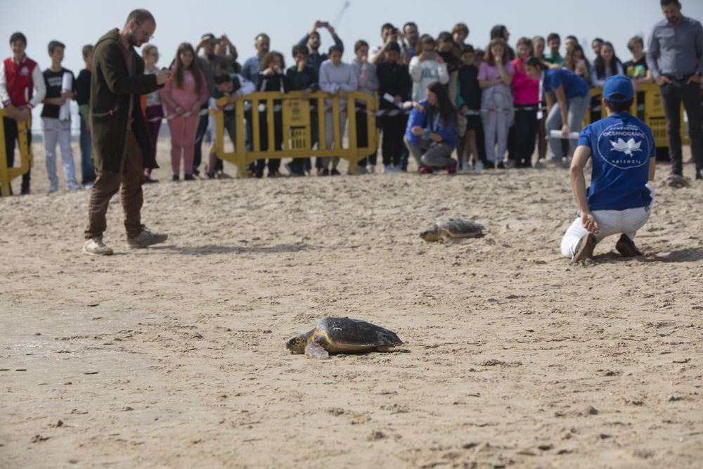 Suelta de tortugas en la playa del Port de Sagunt