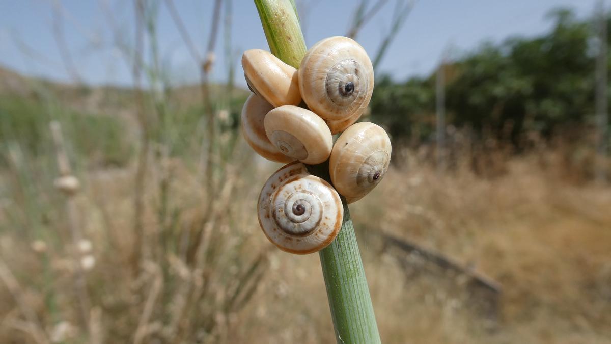 Caracoles en la rambla de Valdelentisco.