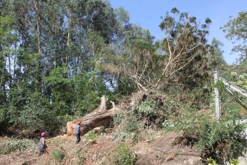 La caída de un gigante