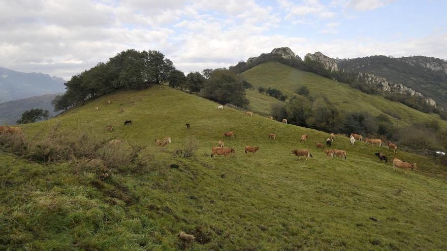 Galicia quiere que los montes funcionen &quot;como planes de pensiones&quot;