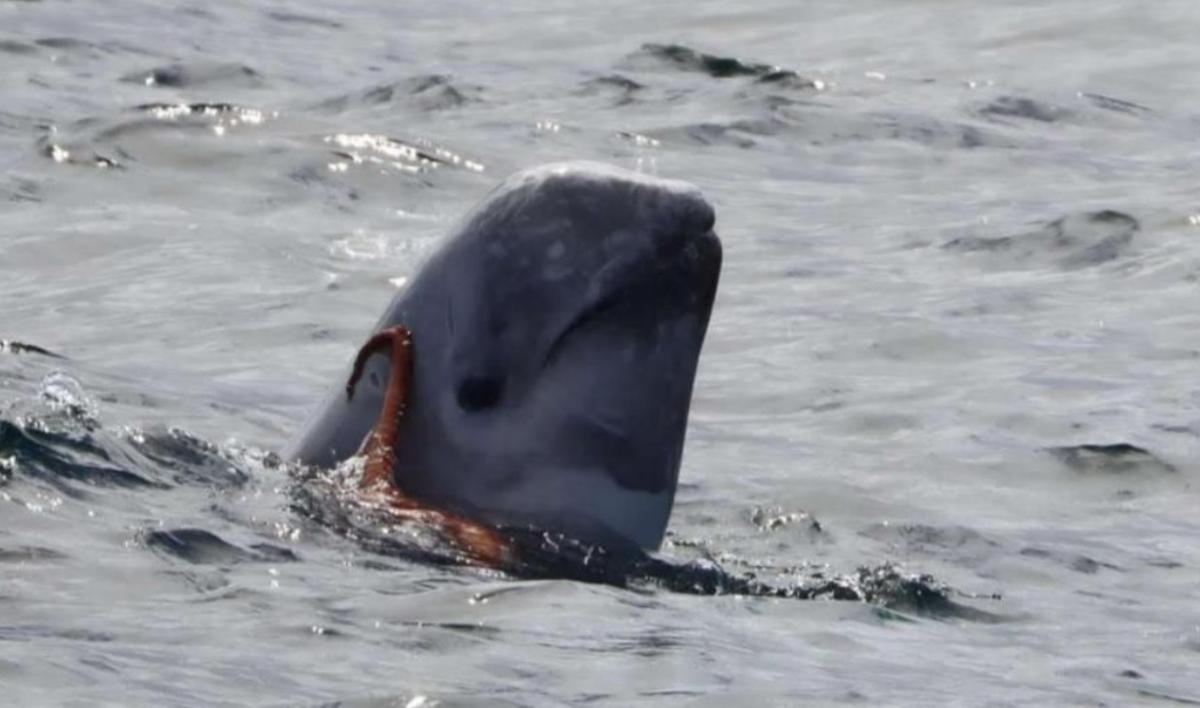 Imagen de un pulpo con un calderón gris al sur de Inglaterra