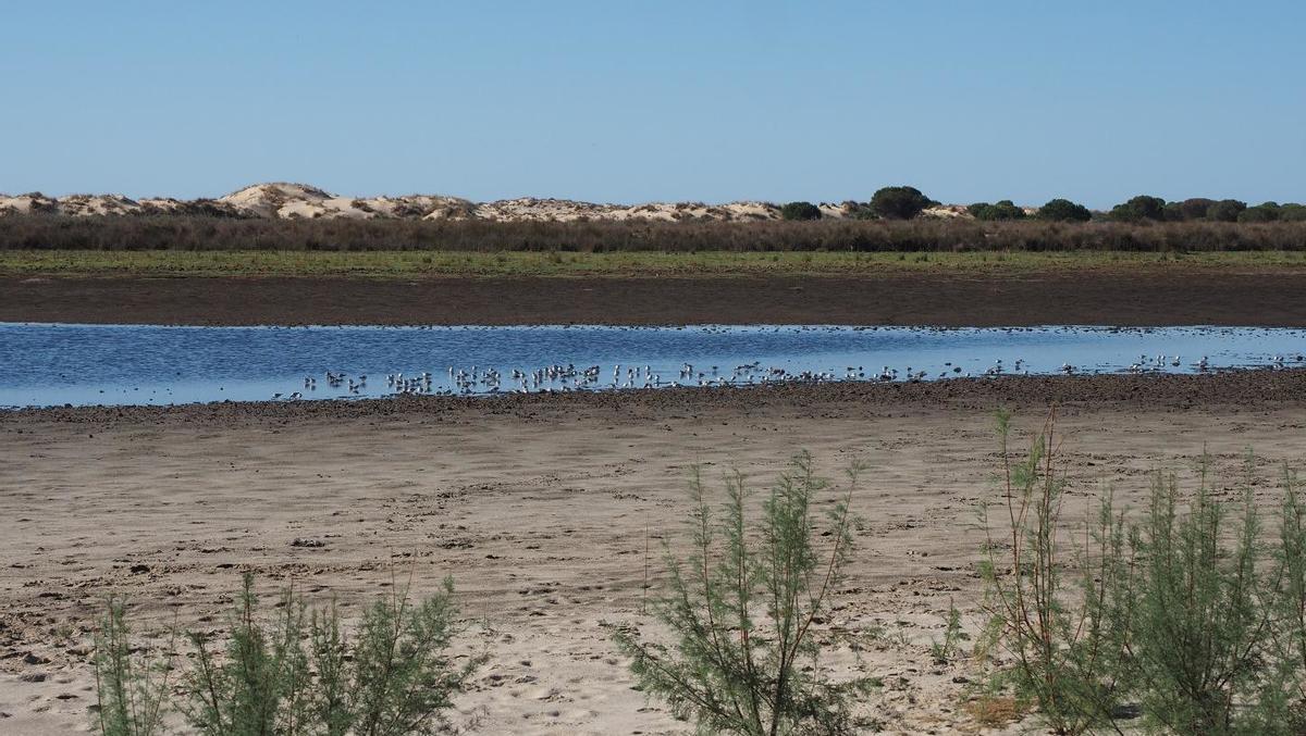 Aves descansando en la laguna de Santa Olalla, en Donana.