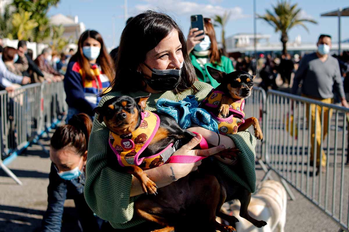 Bendición de animales en Sant Antoni