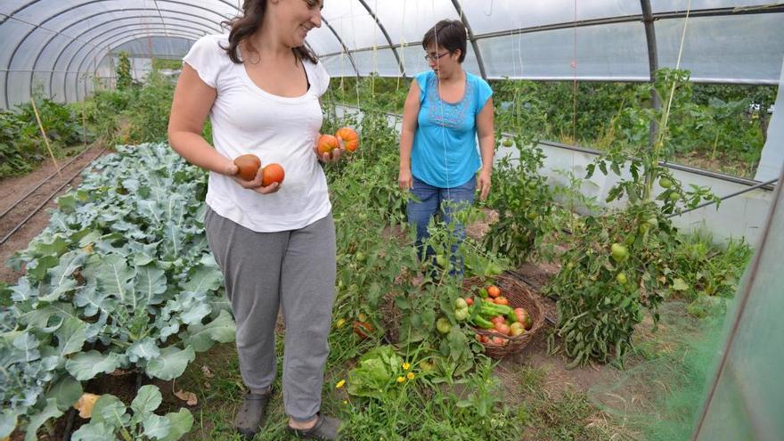 Plantación ecológica de tomates en Vilaboa // G. Santos