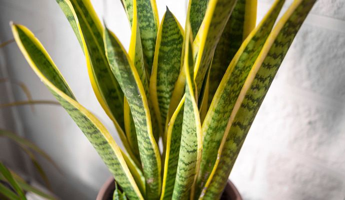 Sansevieria, una de las plantas que ayudan a dormir