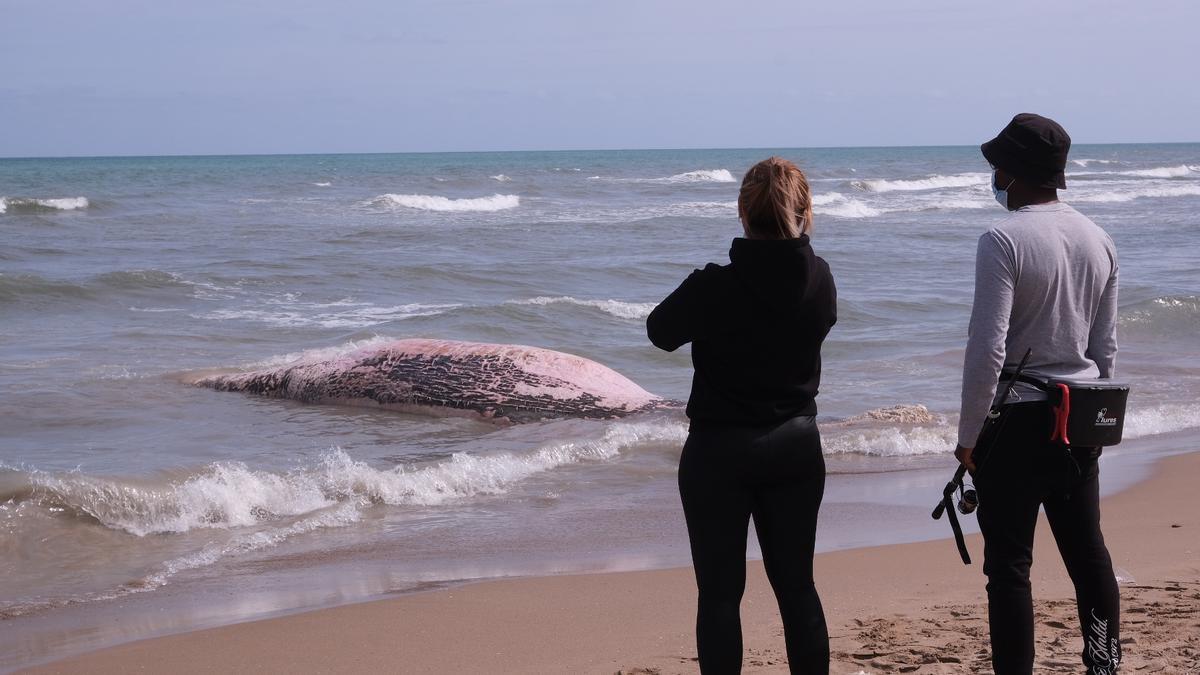 Aparece una ballena muerta en Guardamar