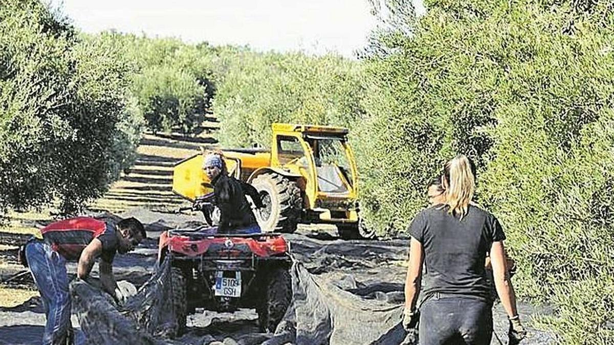 Tareas de recogida de la aceituna en una finca cordobesa.