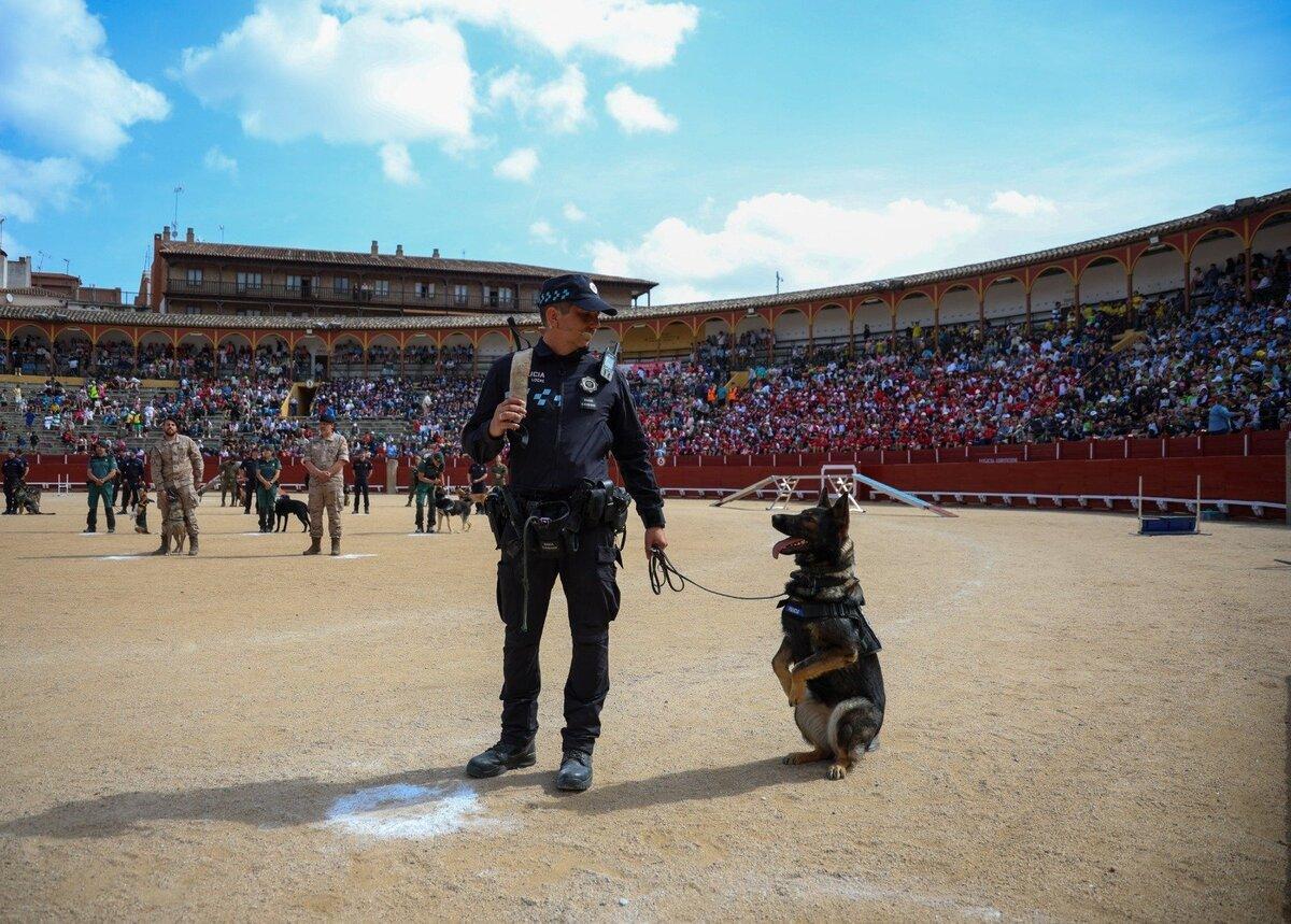 Equipo canino, formado por perro y Policía Local de Toledo