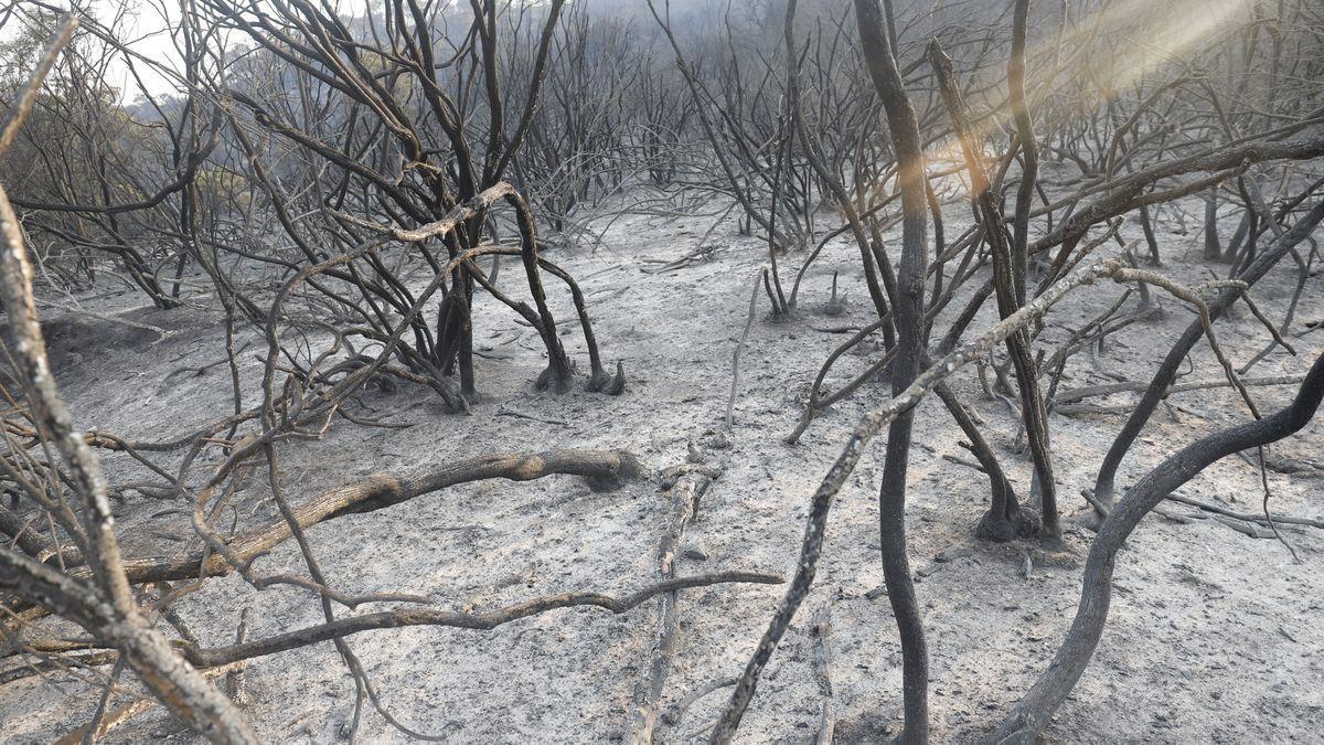 El incendio de Málaga, en imágenes