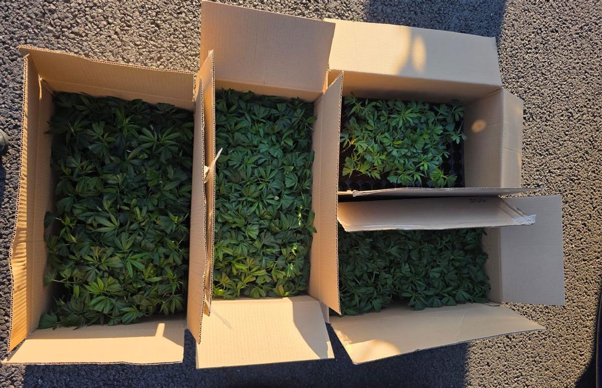 Els esqueixos de marihuana localitzats en un vehicle a Vidreres.