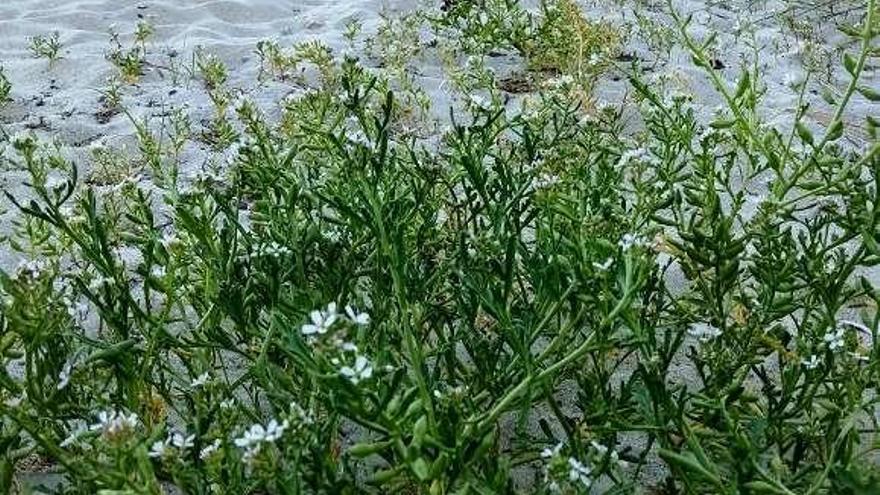 Ejemplares de oruga de mar en la Praia de Beluso.