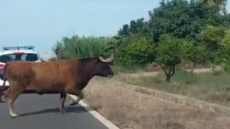 Un vecino alerta de que casi atropella a la vaca &#039;Rebeca&#039;