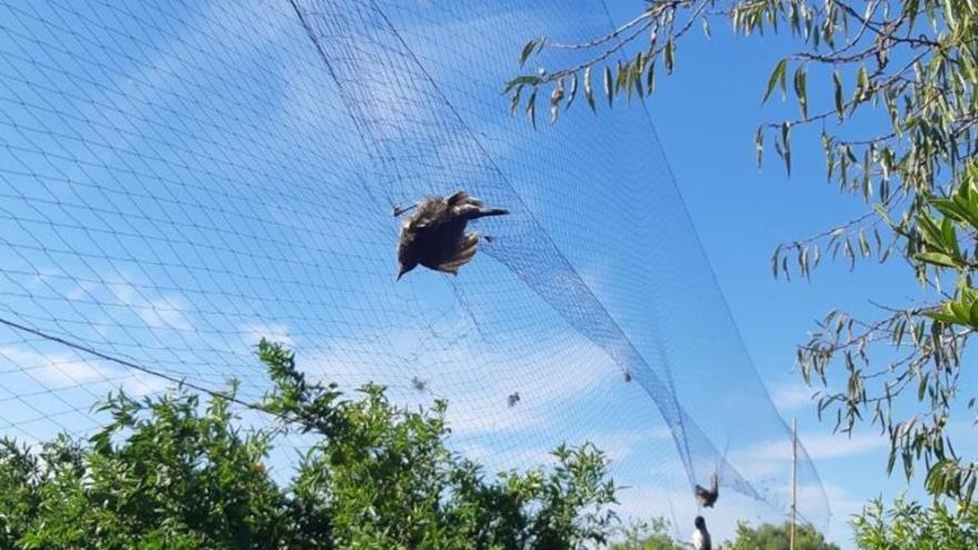 El tribunal europeo rechaza la caza de aves con métodos tradicionales