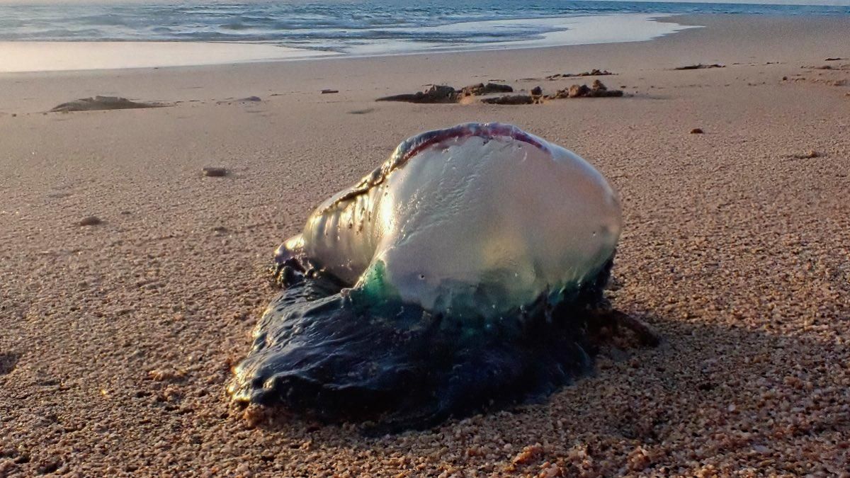 Las carabelas portuguesas (que no medusas) amenazan las playas asturianas: qué son, cómo distinguirlas y qué hacer si te pican