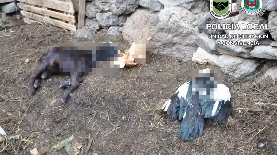 Cuatro perros matan a más de 10 animales en Gran Canaria