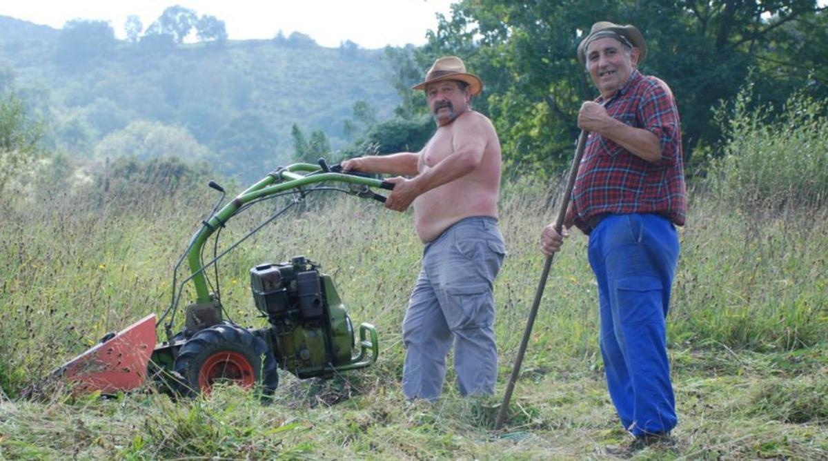 Los hermanos Ramón y Alejandro García Sánchez, segando en Rusecu.