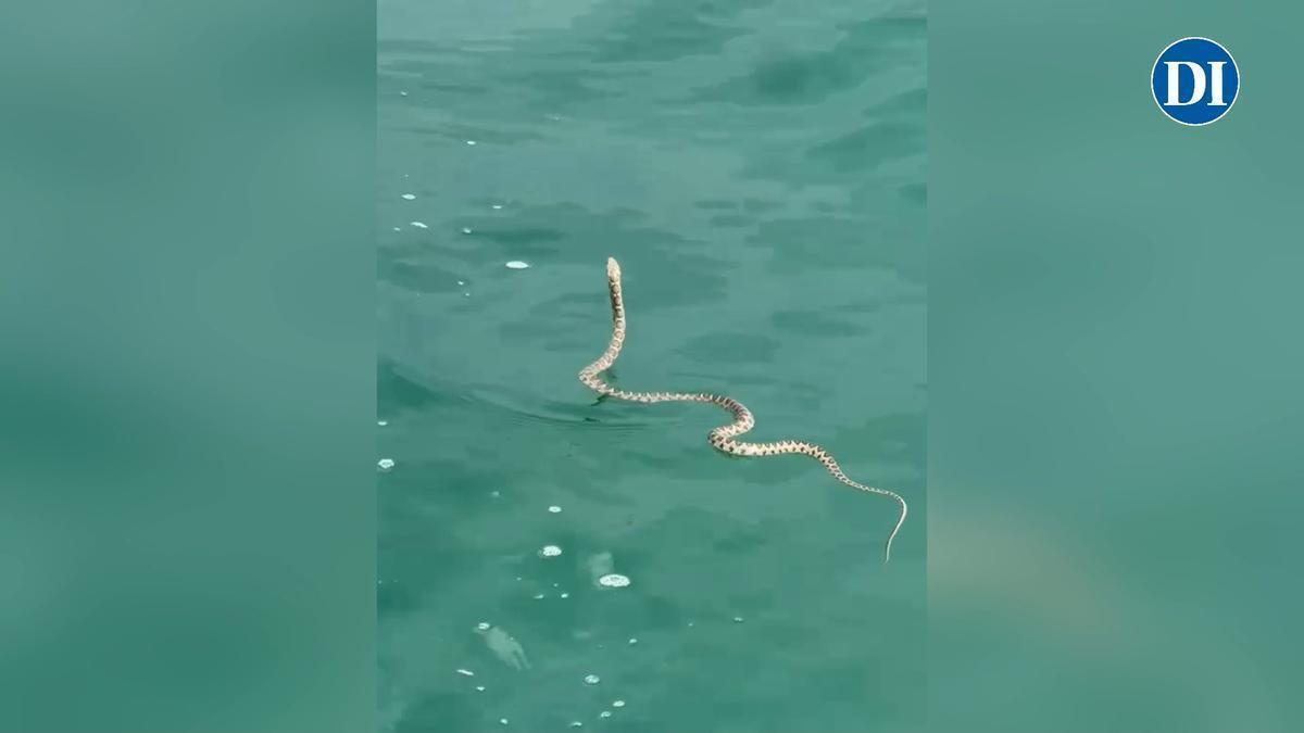 Una serpiente nada tranquilamente en aguas de Formentera