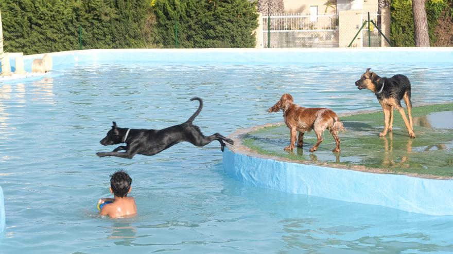 Así es la nueva piscina para perros que ha abierto en La Marina