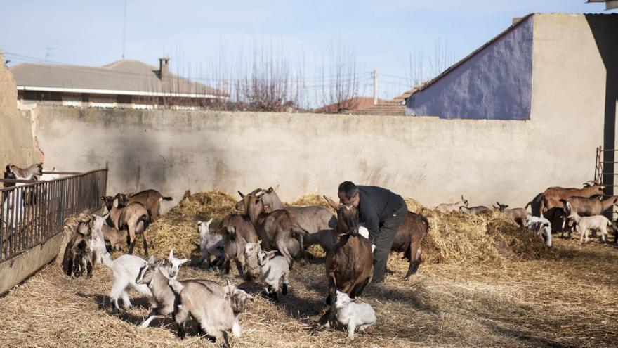Dos ADS ganaderas de la comarca de Benavente desaparecen por falta de veterinario