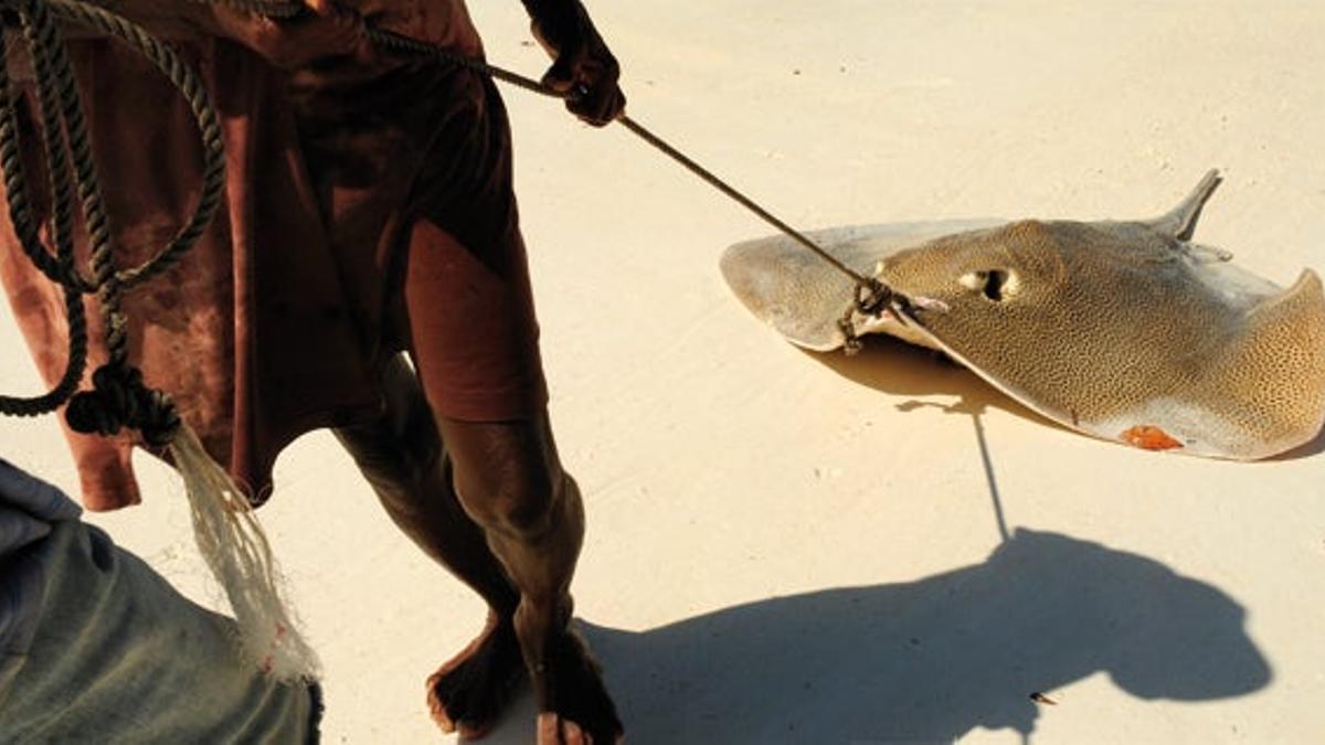 Un pescador con su captura -una raya- en la localidad de Paje.