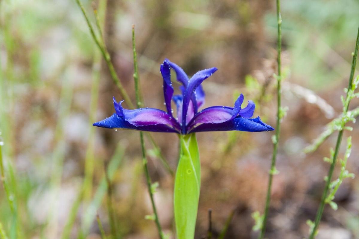 Uno de los lirios que florecen en el Parque Nacional Peneda-Gerês.
