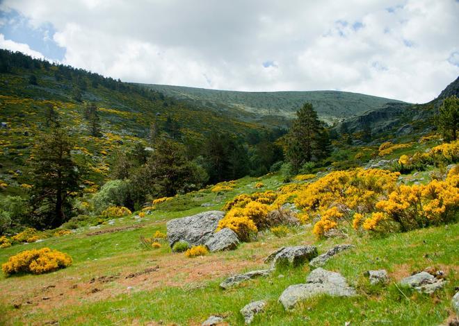 Piorno en Flor, Gredos