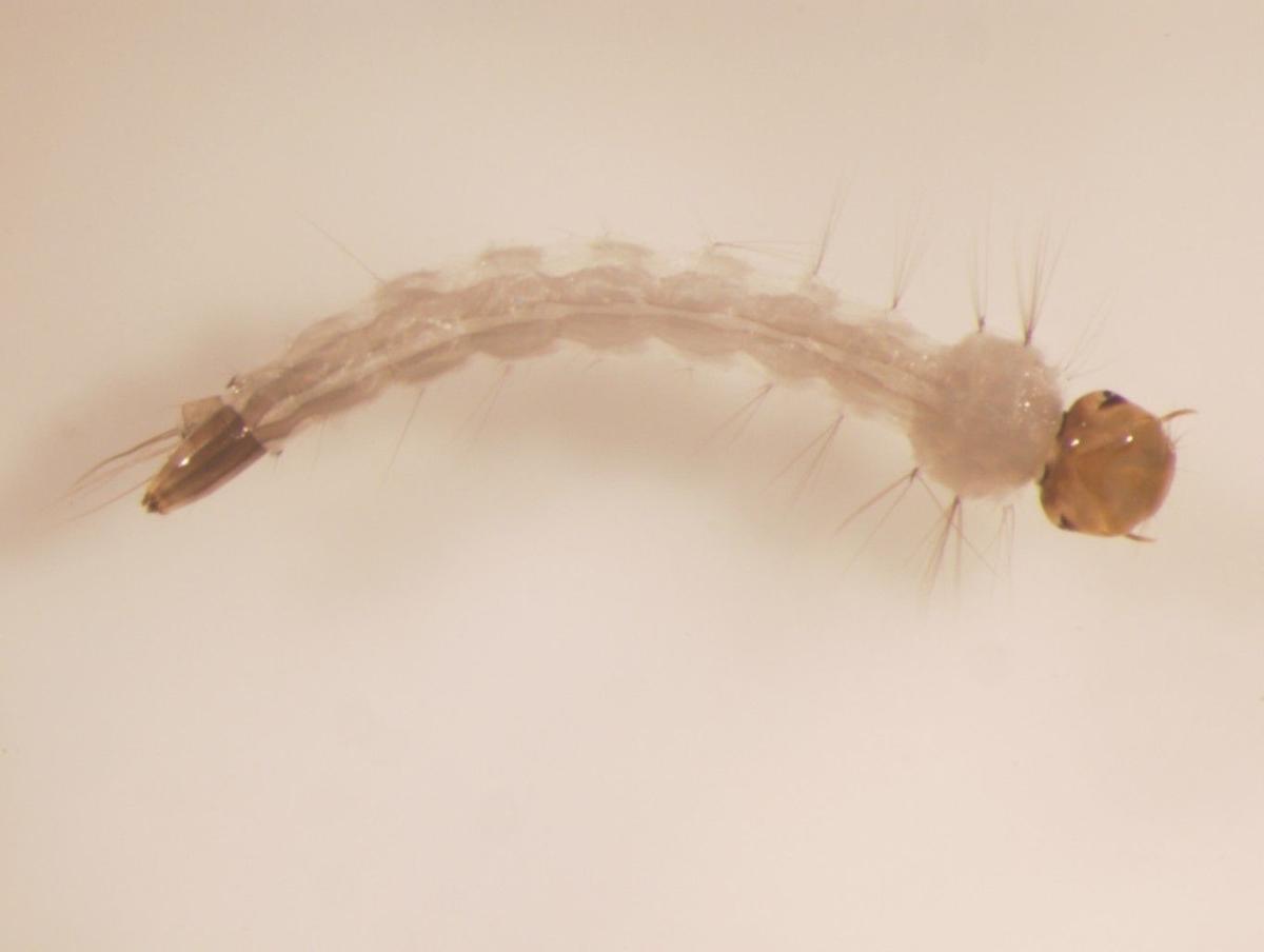 Larva de Aedes aegypti.