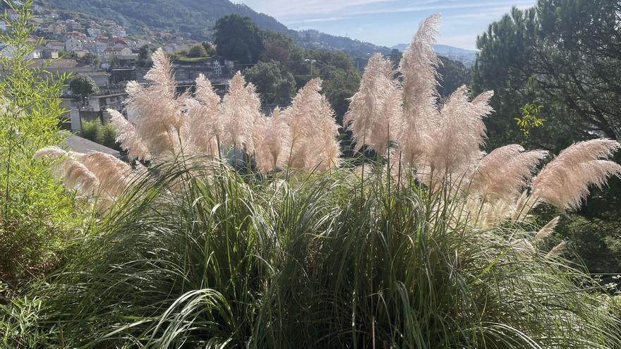 El plumero que se ve cada vez más