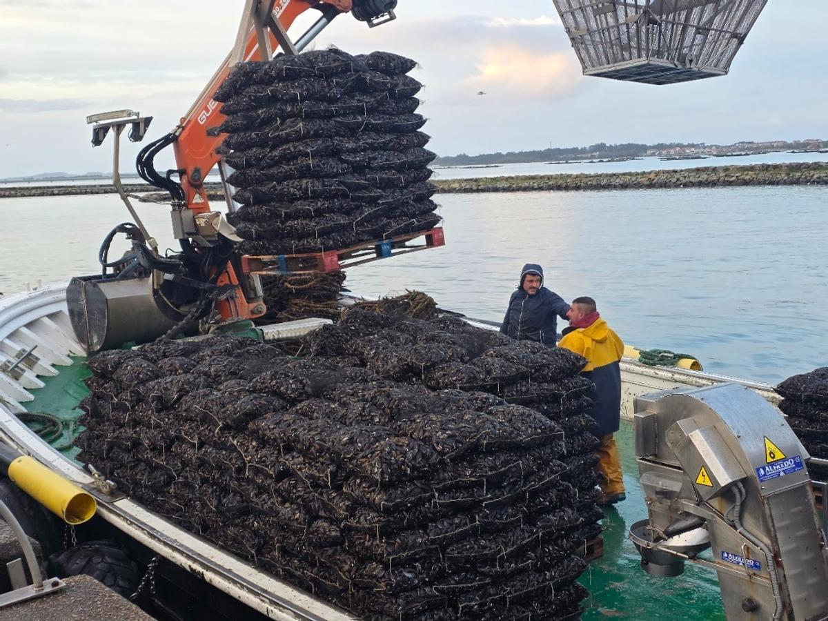 Descargas de mejillón en el muelle de Vilanova de Arousa, esta mañana.