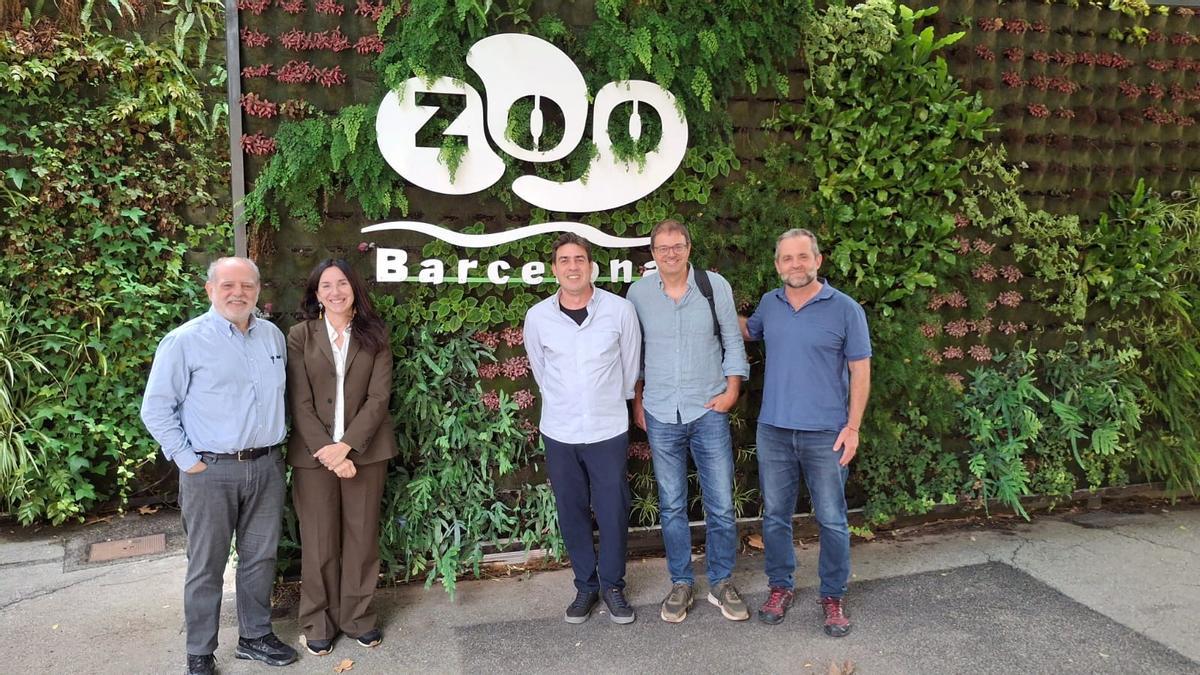 El Govern y el Zoo de Barcelona amplían el proyecto de conservación de la lagartija pitiusa