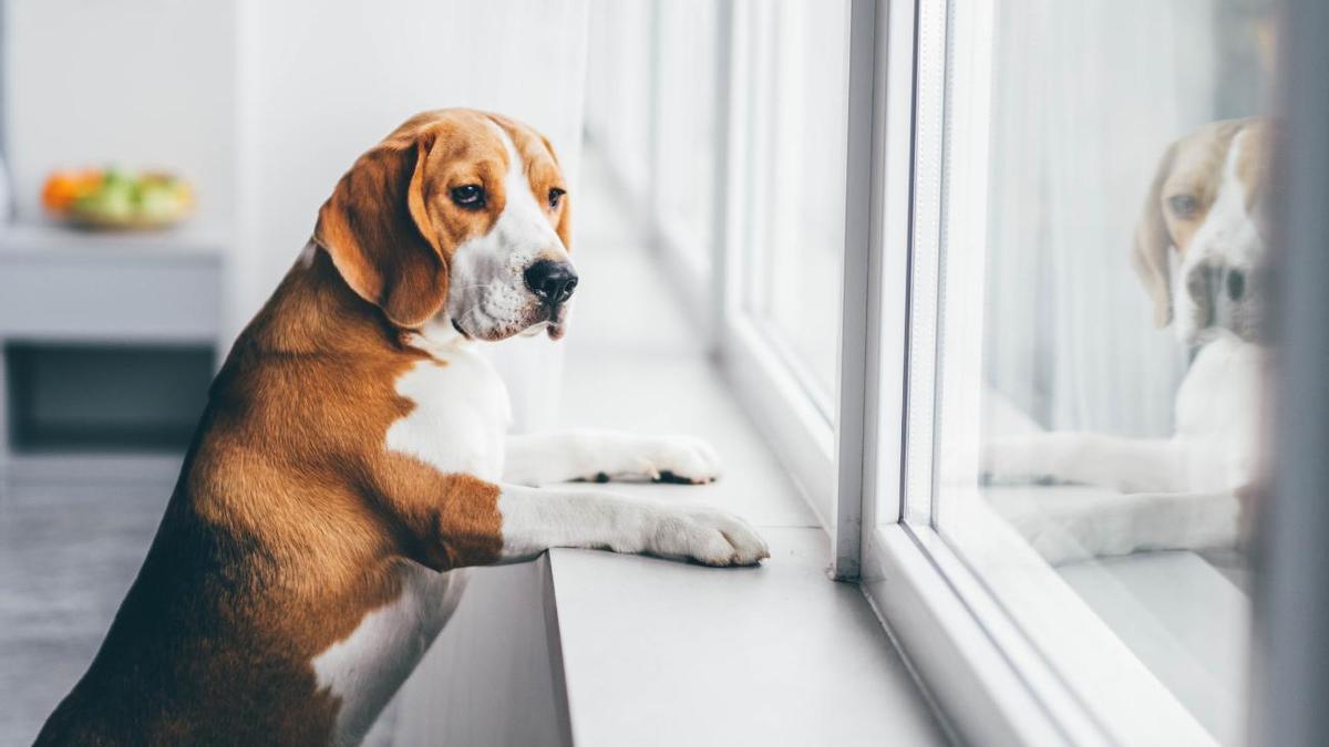 PERROS ANSIEDAD POR SEPARACIÓN | ¿Tu perro tiene ansiedad por separación? Descubre los síntomas y cómo ayudarlo