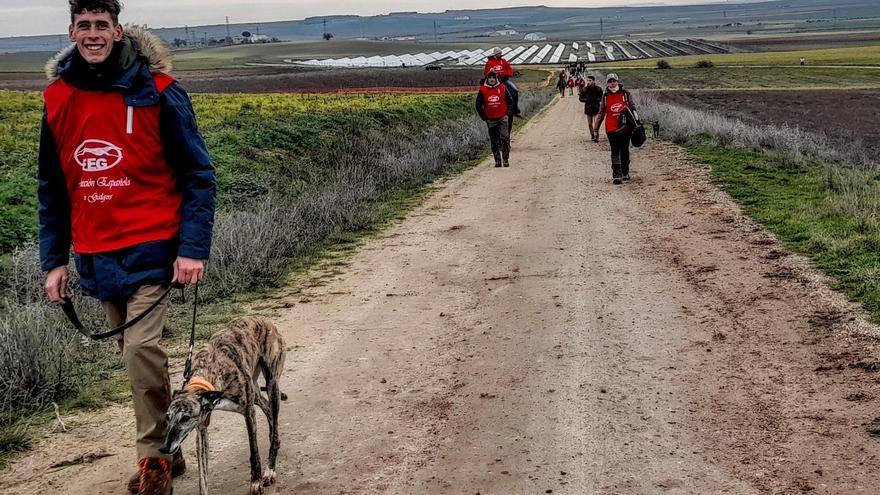 Leyenda afronta este domingo la gran final del Campeonato de España de Galgos