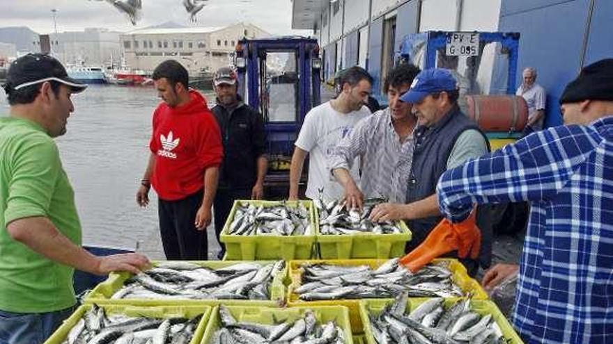 Descargas de sardina, esta semana, en un puerto gallego. / marta g. brea