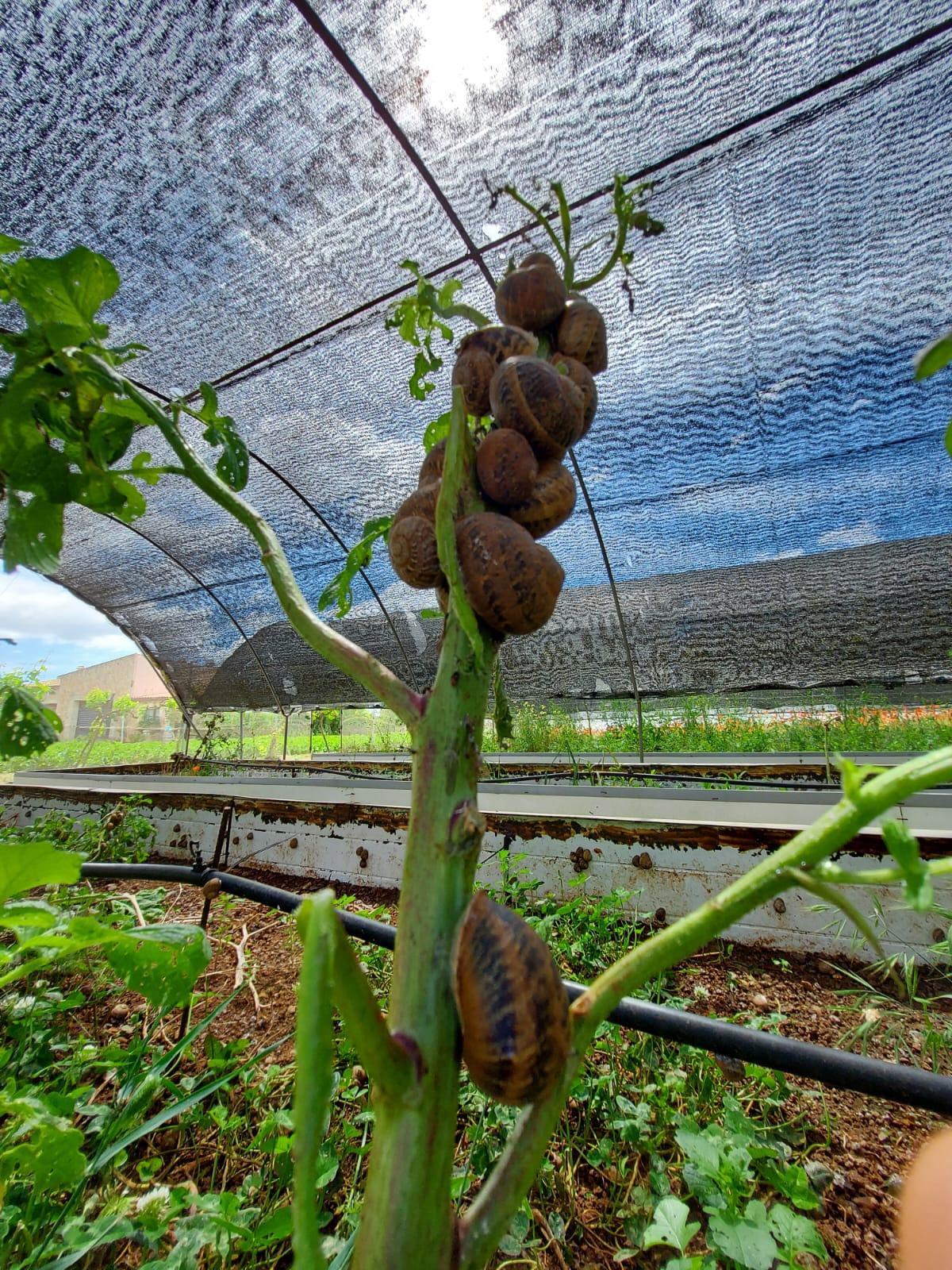 Caragols Son Pou: «A les Balears va arribar a haver-hi 21 granges de caragols; ara per ara, en queden tres»