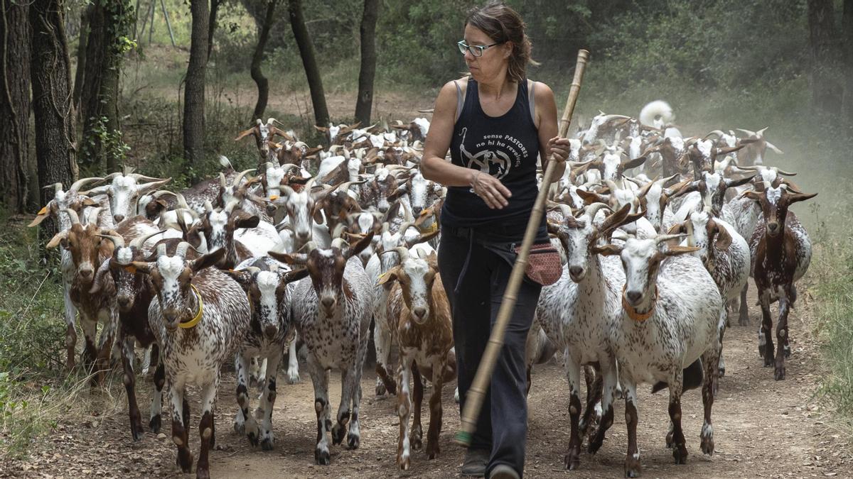 Judith Nadal conduce el rebaño al corral, Gaüses (Alt Empordà) 