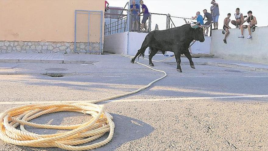 El ‘bou en corda’ protagoniza los festejos en Santa Bàrbara