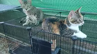 Un refugio felino de Carcaixent lanza un SOS ante la falta de comida y voluntarios