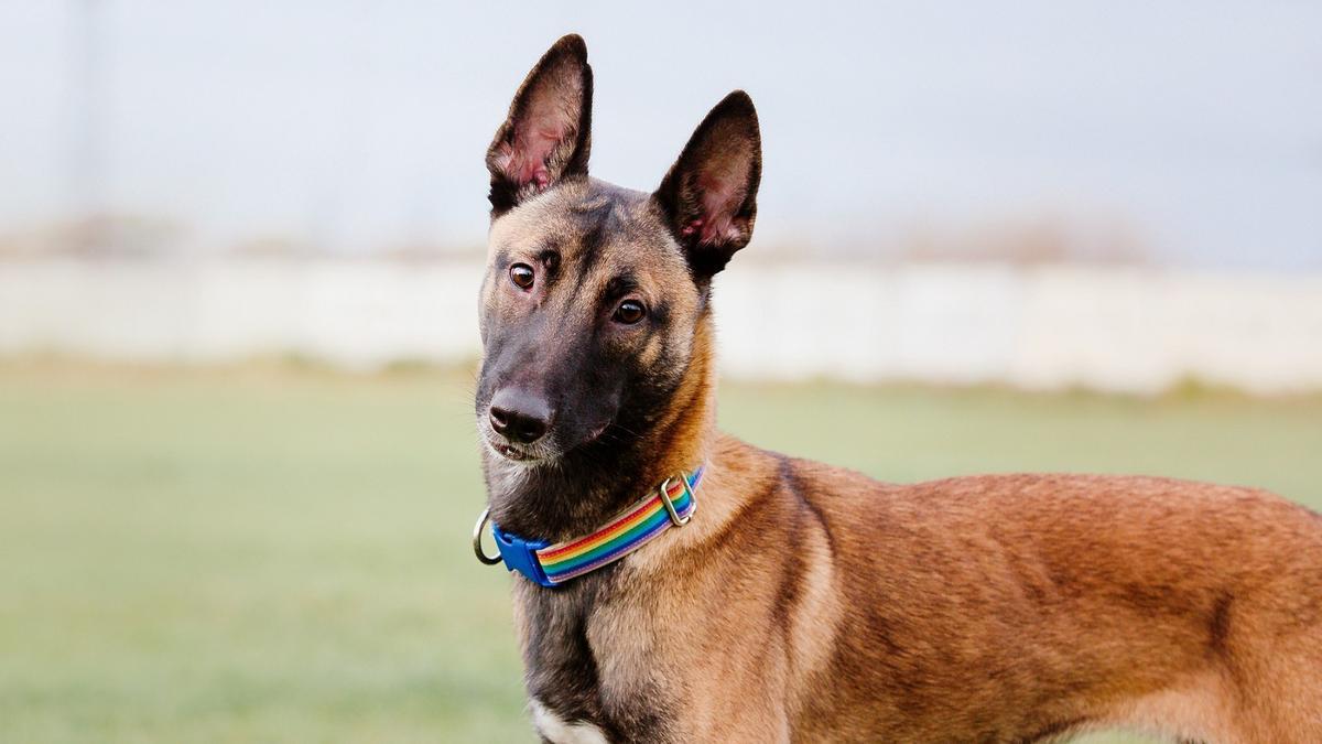 Un Malinois Belga, la raza de perro más inteligente del mundo