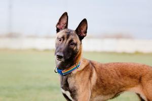 Un Malinois Belga, la raza de perro más inteligente