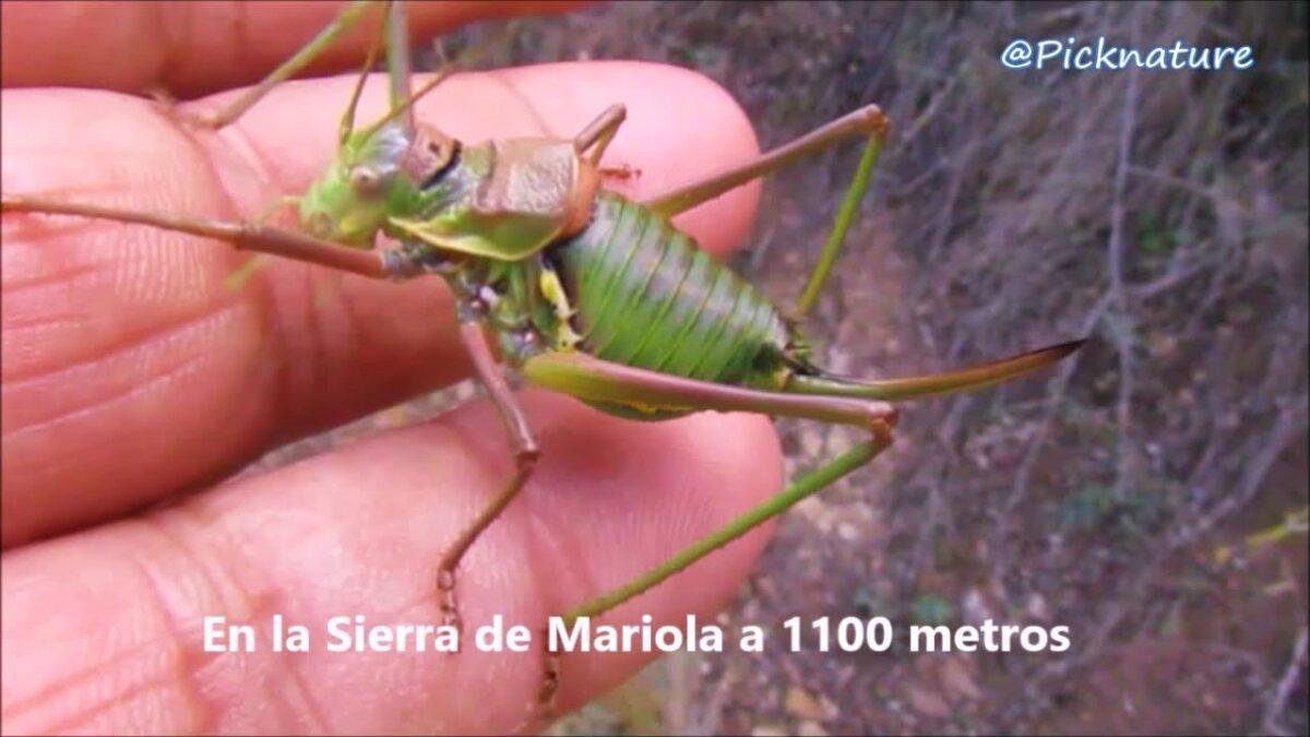 La chicharra de montaña, un insecto a lo «Mad Max»: es caníbal y nace en las carreteras