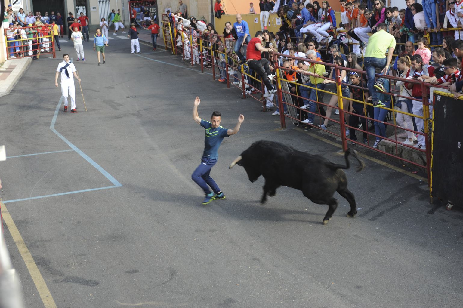 Una empresa de Cáceres suministrará el ganado bravo en las fiestas del Toro Enmaromado.