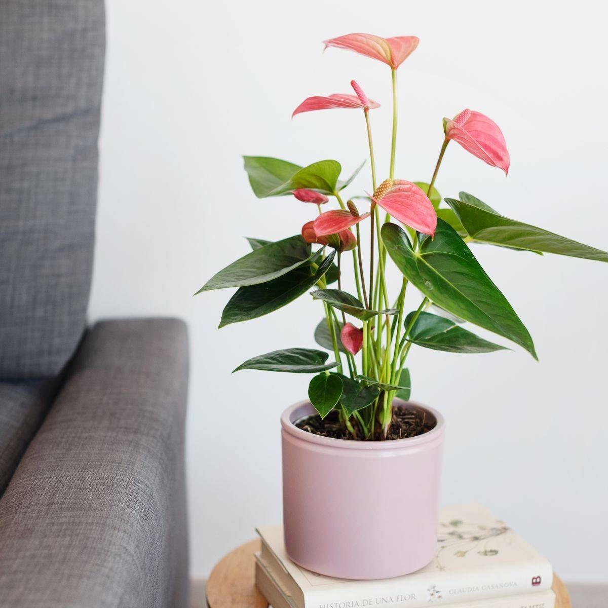 Anthurium rosa