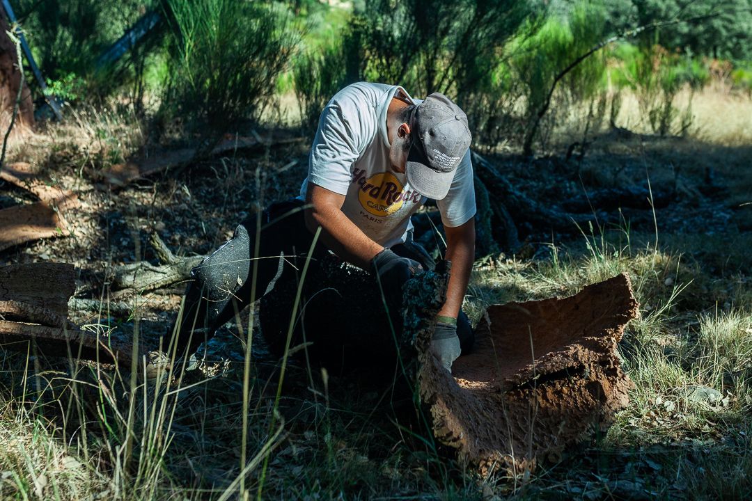 Obtención de corcho en los alcornoques de Fornillos de Fermoselle.