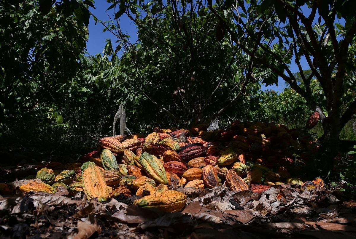 Desde hace diez años en Guerima, Colombia, los árboles de cacao reemplazan a los arbustos de coca en este departamento del tamaño de Guatemala, fronterizo con Venezuela. Está lejos de la bonanza que trajo el ingrediente principal de la cocaína, pero se ha convertido en una fuente estable de ingresos.