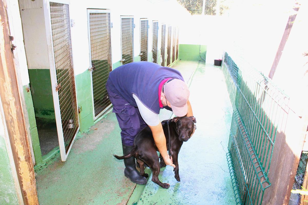 Un home acaricia un can nas instalacións do servizo municipal de recollida e protección aninal de Carballo.