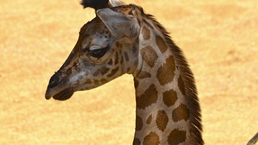 Nubia, la cría de jirafa de Bioparc València.