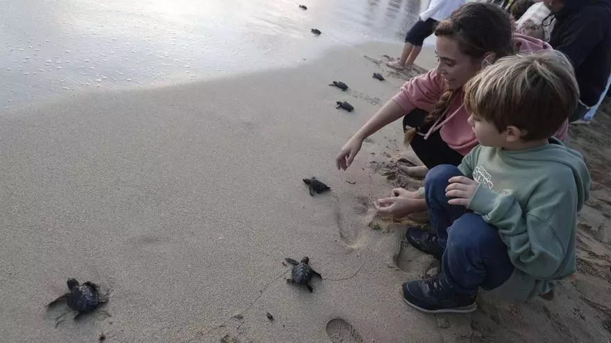 Más de 30 tortugas regresan al mar entre aplausos en la playa de Can Pere Antoni