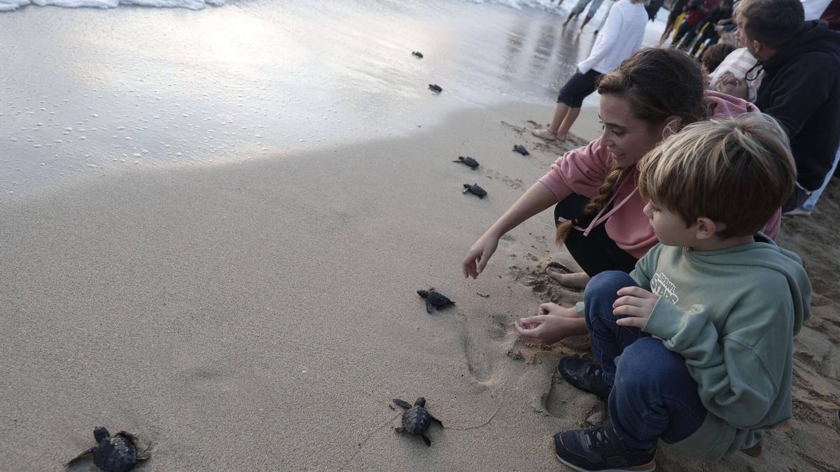 Así han sido liberadas 34 tortugas marinas nacidas este verano en la playa de Can Pere Antoni