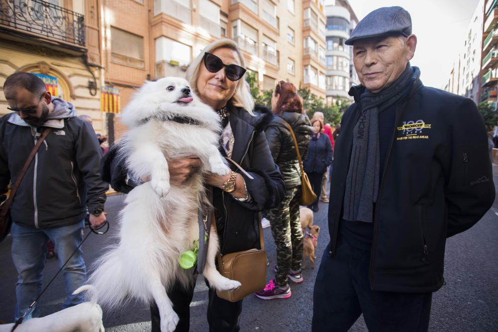 Bendición de animales por Sant Antoni del Porquet