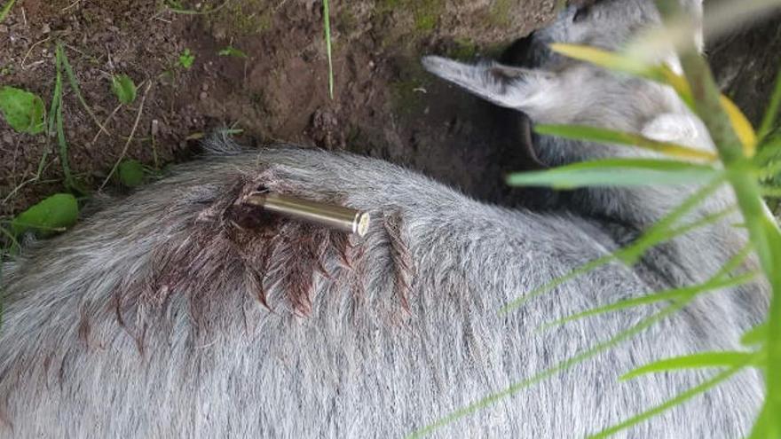 Una de las cabras abatidas en el camino de San Pedro, Agaete.